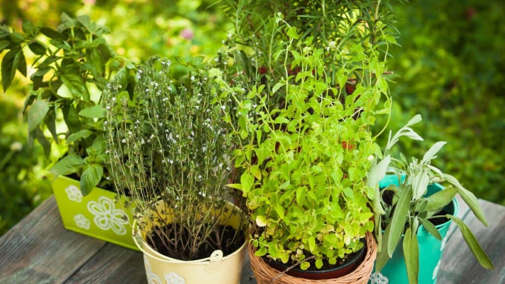 Herbs in plant pots